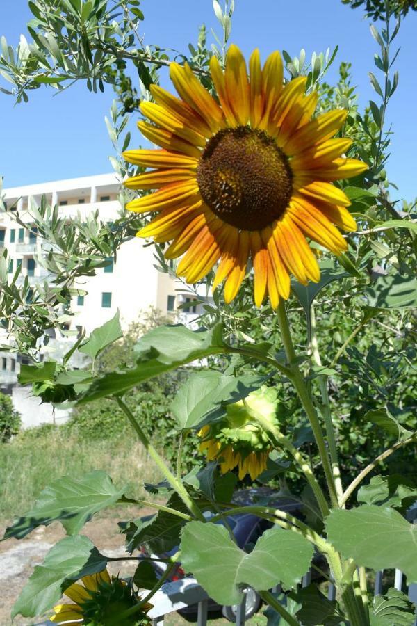 Sunflower 斯普利特 外观 照片
